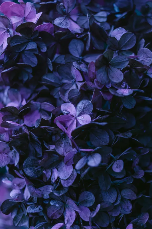 Tablou Canvas, "Frumusețea misterului floral nocturn", Frunziș, Violet, Mister, Textură, Abundență, Umbre, Înflorire, Contrast, 26 x 39 cm – poza 2