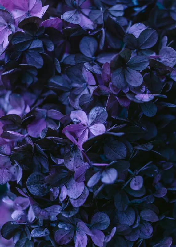 Tablou Canvas, "Frumusețea misterului floral nocturn", Frunziș, Violet, Mister, Textură, Abundență, Umbre, Înflorire, Contrast, 50 x 70 cm – poza 2