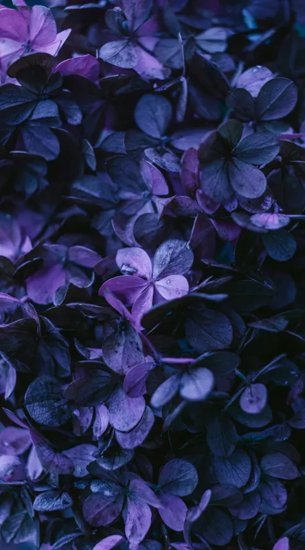 Tablou Canvas, "Frumusețea misterului floral nocturn", Frunziș, Violet, Mister, Textură, Abundență, Umbre, Înflorire, Contrast, 50 x 90 cm