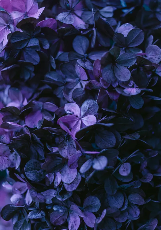 Tablou Canvas, "Frumusețea misterului floral nocturn", Frunziș, Violet, Mister, Textură, Abundență, Umbre, Înflorire, Contrast, 70 x 100 cm – poza 2