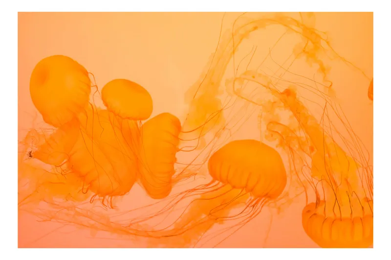 Tablou Canvas, "Dansul elegant al meduzelor portocalii", Jeleuri, Portocalii, Acvatice, Grațioase, Dansează, Fire, Subțiri, Translucide, Eterice, Închise, Frumoase, 150 x 100 cm