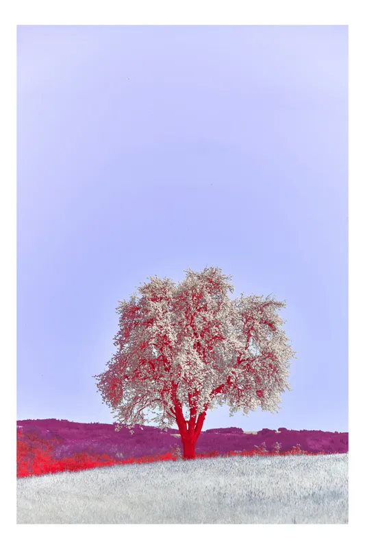 Tablou Canvas, "Visul unui copac înflorit", 26 x 39 cm