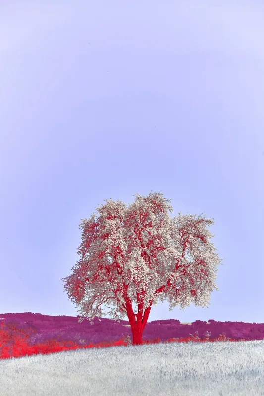 Tablou Canvas, "Visul unui copac înflorit", 100 x 150 cm – poza 2