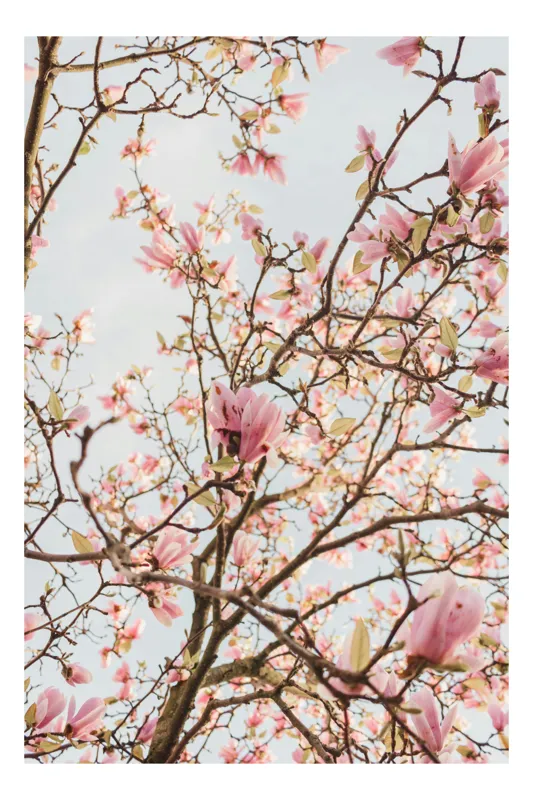 Tablou Canvas Magnolii Roz Primăvară - Artă Florală Naturală, 50 x 70 cm