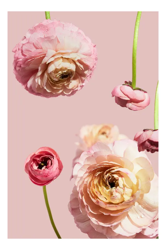 Tablou Canvas, "Splendoarea florilor de ranunculus pastelat", 100 x 150 cm