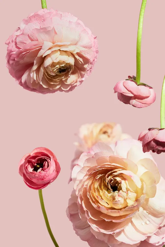 Tablou Canvas, "Splendoarea florilor de ranunculus pastelat", 26 x 39 cm – poza 2