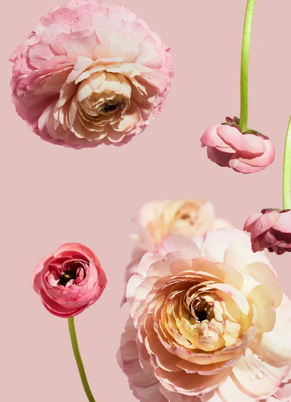 Tablou Canvas, "Splendoarea florilor de ranunculus pastelat", 39 x 54 cm – poza 2