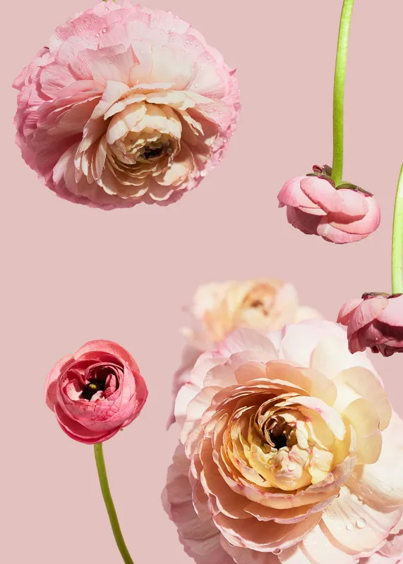 Tablou Canvas, "Splendoarea florilor de ranunculus pastelat", 50 x 70 cm – poza 2