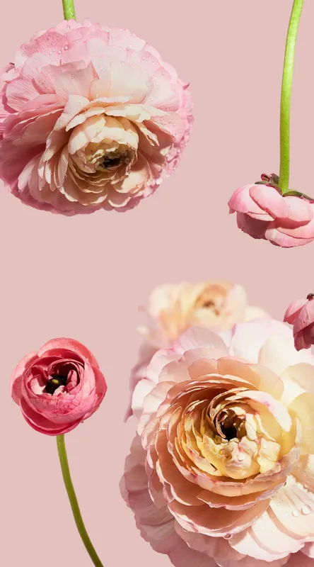 Tablou Canvas, "Splendoarea florilor de ranunculus pastelat", 50 x 90 cm – poza 2