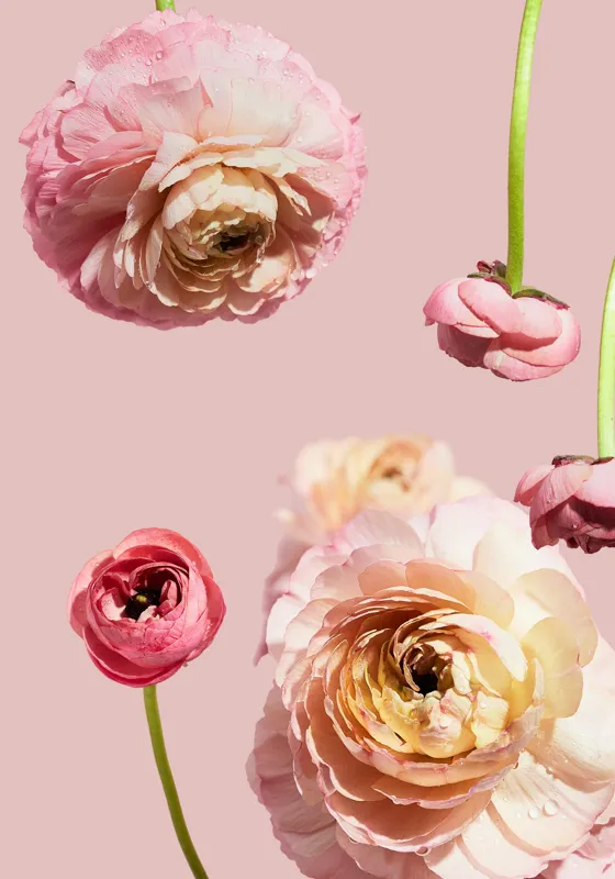 Tablou Canvas, "Splendoarea florilor de ranunculus pastelat", 70 x 100 cm – poza 2