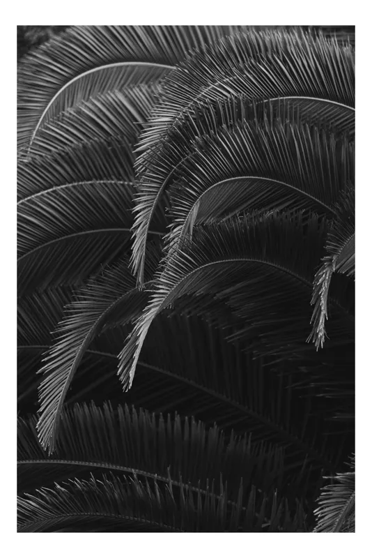 Tablou Canvas Umbrele Dansatoare ale Naturii Liniștite, 100 x 100 cm