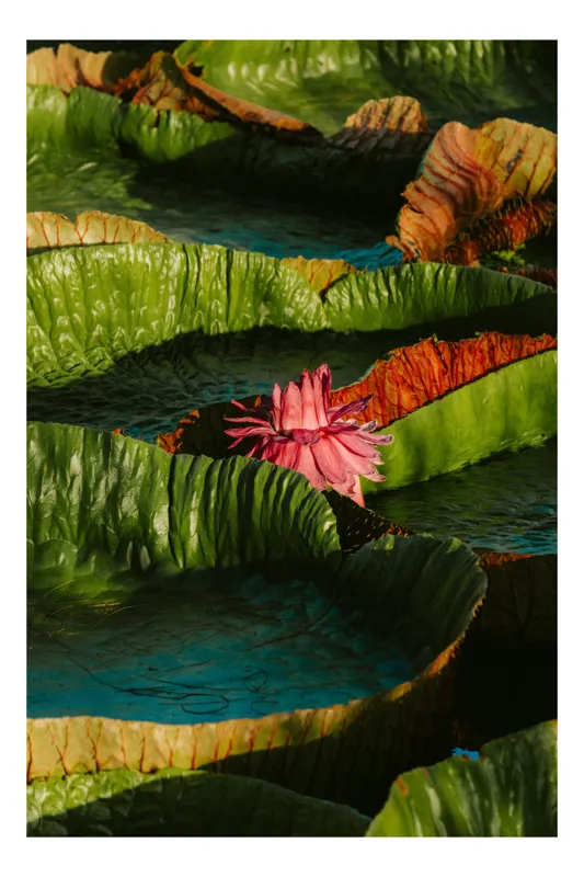 Tablou Canvas Floral cu Flori din Inima Apei, 100 x 150 cm