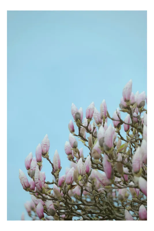 Tablou Canvas, "Muguri de magnolie sub cer senin", 70 x 100 cm