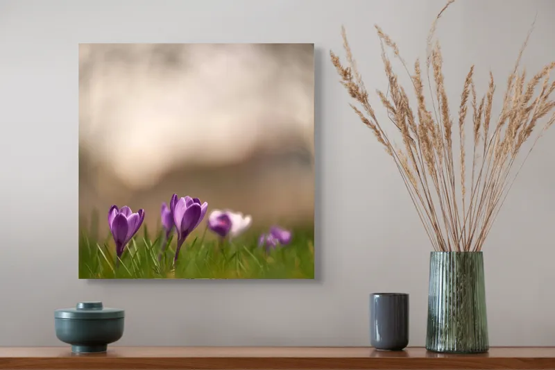 Tablou Canvas, "Culorile delicate ale primăverii timpurii", Flori, Violet, Fragilitate, Primăvară, Natură, Iarbă, Blândețe, Înfloresc, Pastel, Peisaj, 50 x 50 cm – poza 4