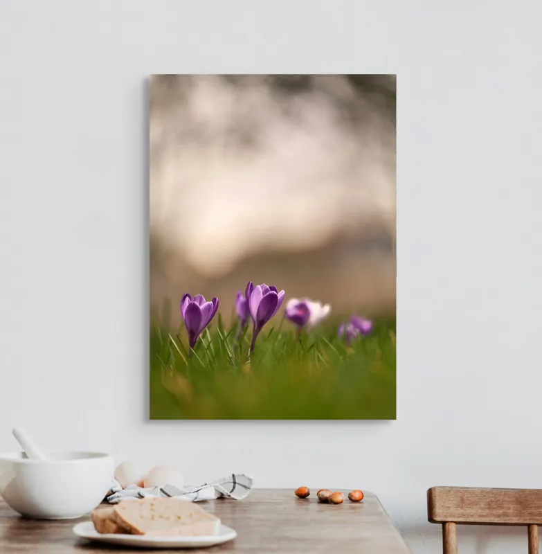 Tablou Canvas, "Culorile delicate ale primăverii timpurii", Flori, Violet, Fragilitate, Primăvară, Natură, Iarbă, Blândețe, Înfloresc, Pastel, Peisaj, 50 x 70 cm – poza 3