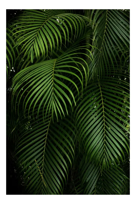 Tablou Canvas, "Verdetul tropical ascunzând secretele junglei", Frunze, Verzi, Tropicale, Luxuriante, Naturale, Vii, Texturate, Dense, Relaxante, Elegant., 100 x 100 cm