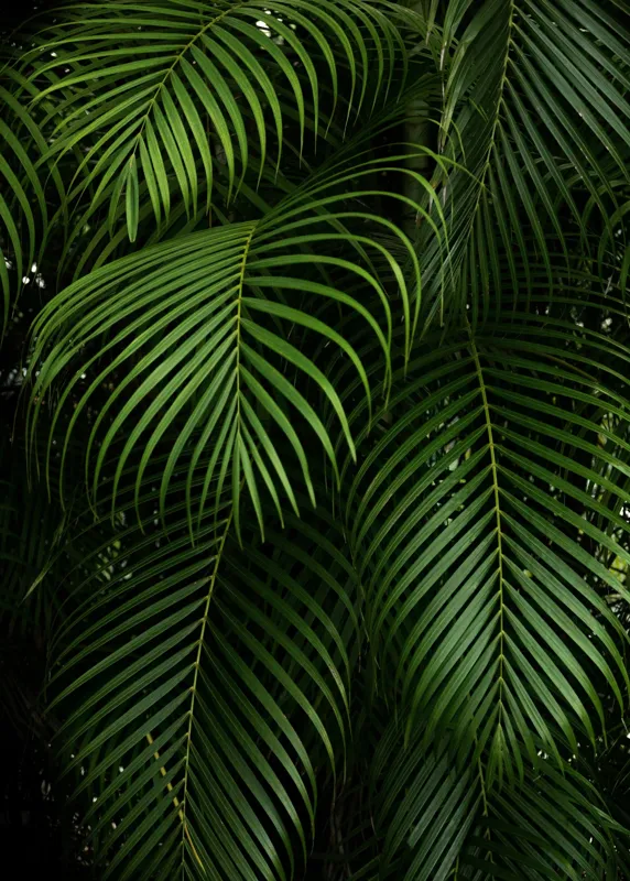 Tablou Canvas, "Verdetul tropical ascunzând secretele junglei", Frunze, Verzi, Tropicale, Luxuriante, Naturale, Vii, Texturate, Dense, Relaxante, Elegant., 50 x 70 cm – poza 2