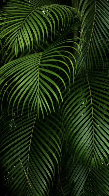 Tablou Canvas, "Verdetul tropical ascunzând secretele junglei", Frunze, Verzi, Tropicale, Luxuriante, Naturale, Vii, Texturate, Dense, Relaxante, Elegant., 50 x 90 cm – poza 2