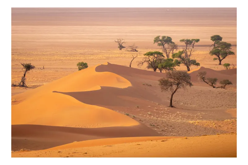 Tablou Canvas Peisaj Arid Dune Copaci Umbre Vegetație Culori, 90 x 50 cm