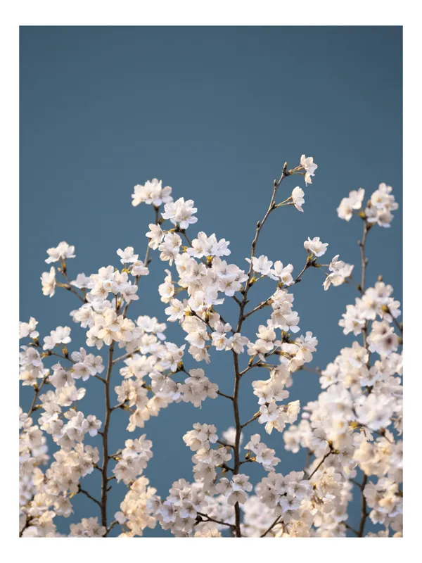 Tablou Canvas Florale Sub Cer Senin Artă Naturală, 70 x 100 cm