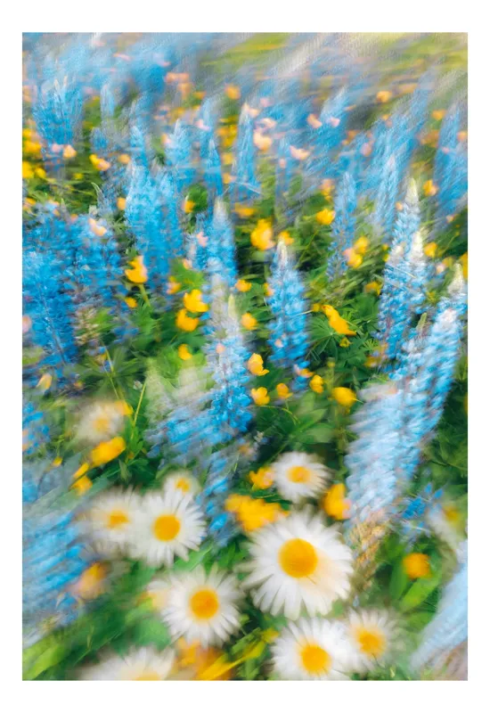 Tablou Canvas cu Flori Multicolore în Grădină, 50 x 70 cm