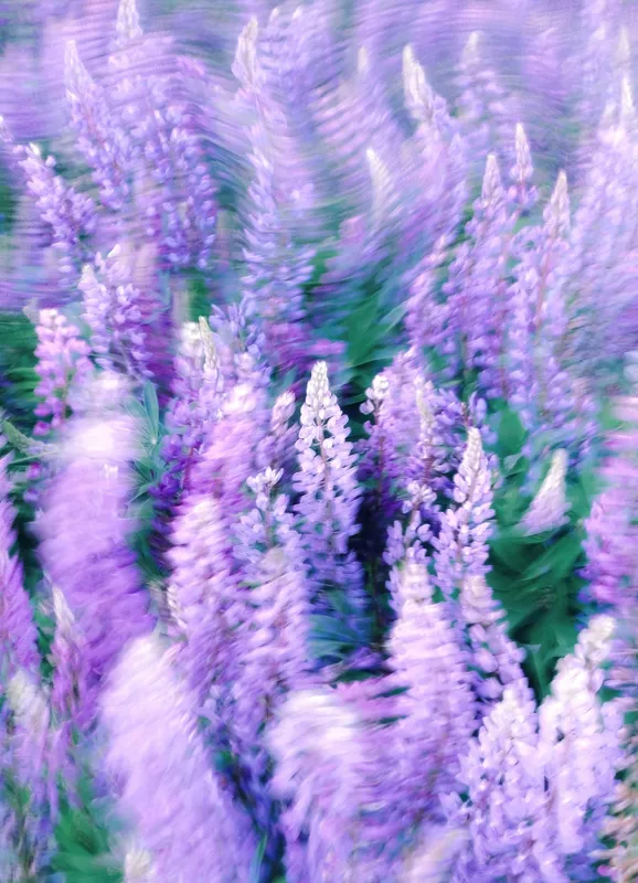 Tablou Canvas, "Dansul Vântului Printre Flori Mov", 39 x 54 cm – poza 2