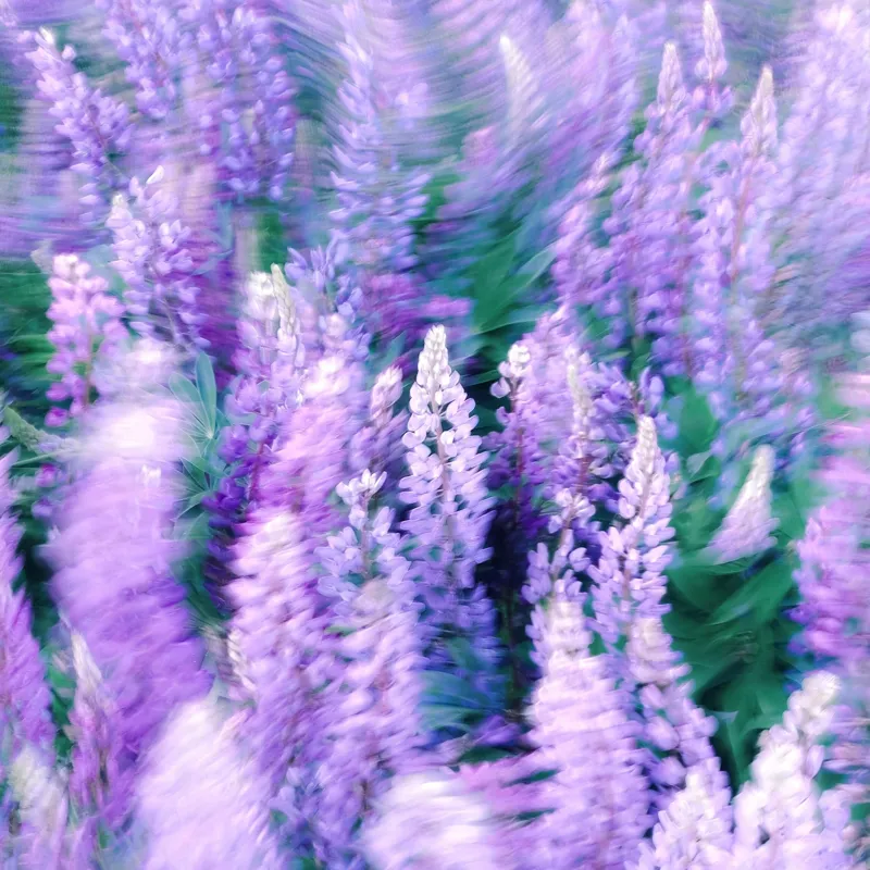 Tablou Canvas, "Dansul Vântului Printre Flori Mov", 50 x 50 cm – poza 2