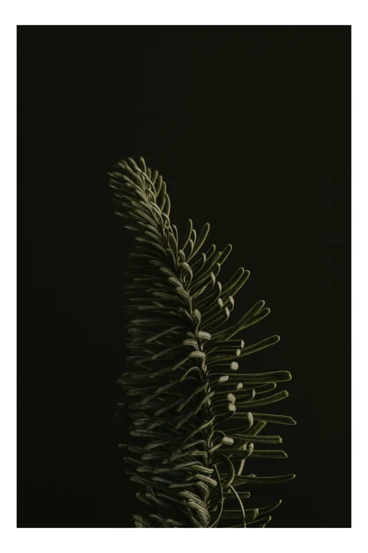 Tablou Canvas cu scenă verde dramatică sub lumină obscură, 26 x 39 cm