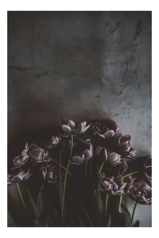 Tablou Canvas, "Flori de lalea în penumbră misterioasă", Flori, Lalele, Umbre, Textură, Întunecat, Elegant, Natural, Bogat, Contrast, Delicat, 26 x 39 cm