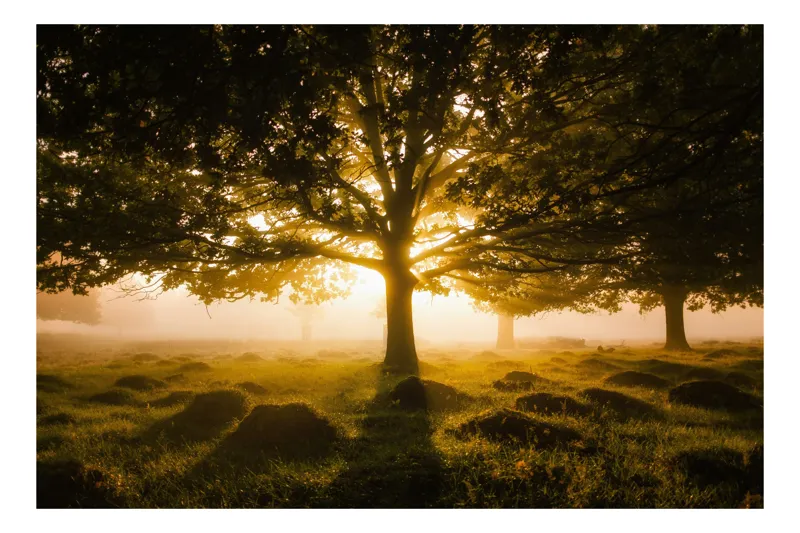 Tablou Canvas, Răsărit printre Arbori Solitari, , Multicolor, 70 x 50 cm