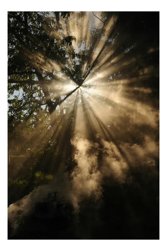 Tablou Canvas, Lumina magică în pădurea înflorită, 50 x 70 cm