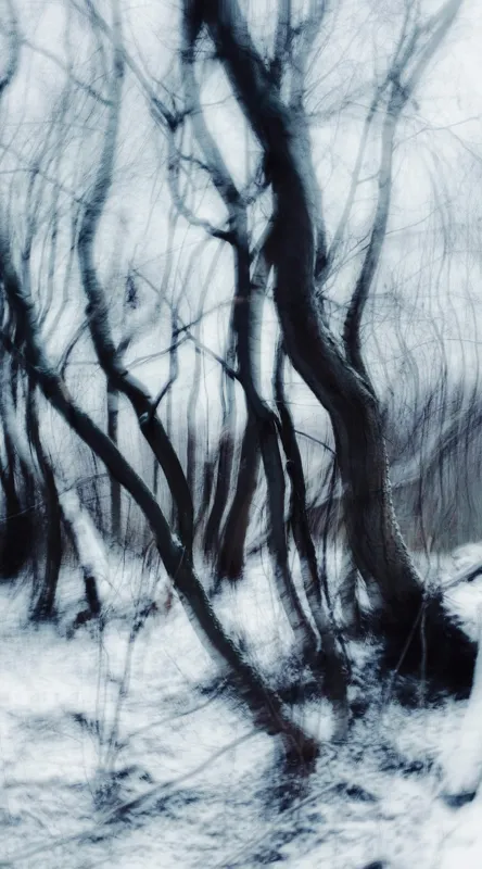 Tablou Canvas Dansul etereal al pădurii de iarnă, 50 x 90 cm – poza 2