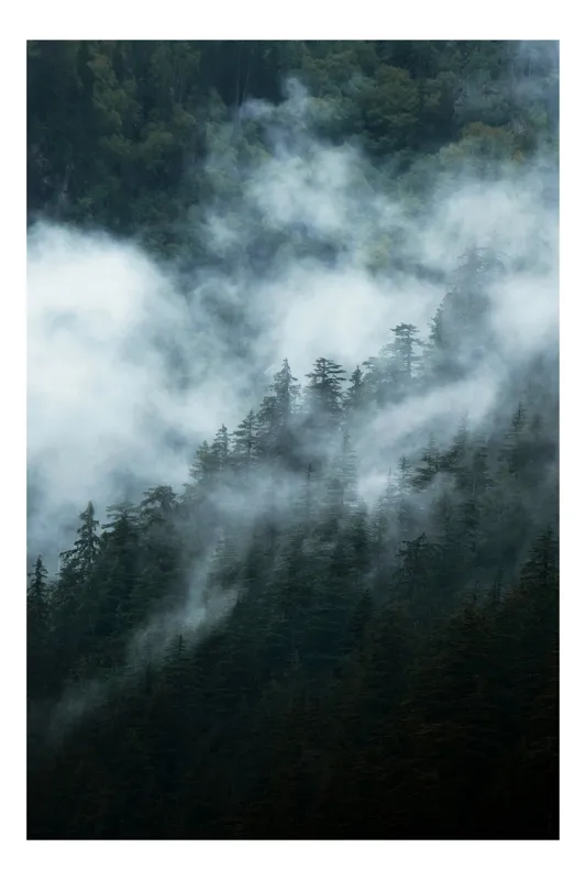 Tablou Canvas Pădure cu Ceață - Artă Naturală și Atmosferică, 100 x 100 cm