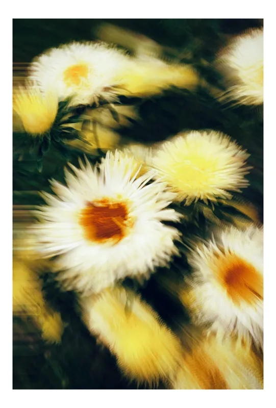 Tablou Canvas Dansul Florilor Aurii în Vânt, 100 x 150 cm