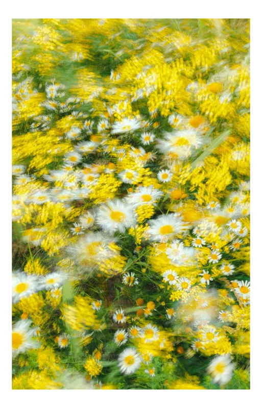 Tablou Canvas, "Dansul efemer al florilor vesele", 39 x 54 cm