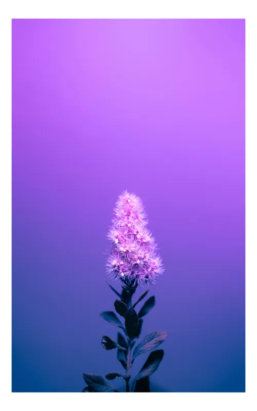 Tablou Canvas, "Misterul culorilor nocturne al florii", Floare, Violet, Luminozitate, Fundal, Gradient, Frunze, Contrast, Singurătate, Delicatețe, 39 x 54 cm