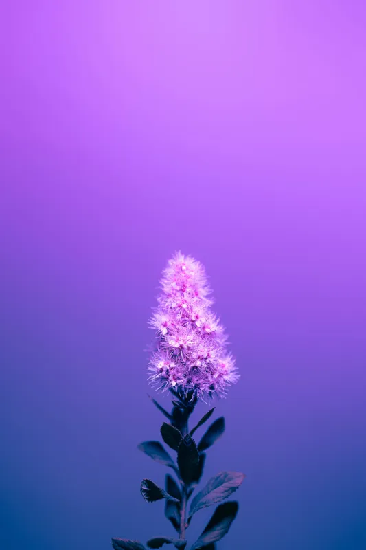 Tablou Canvas, "Misterul culorilor nocturne al florii", Floare, Violet, Luminozitate, Fundal, Gradient, Frunze, Contrast, Singurătate, Delicatețe, 26 x 39 cm – poza 2