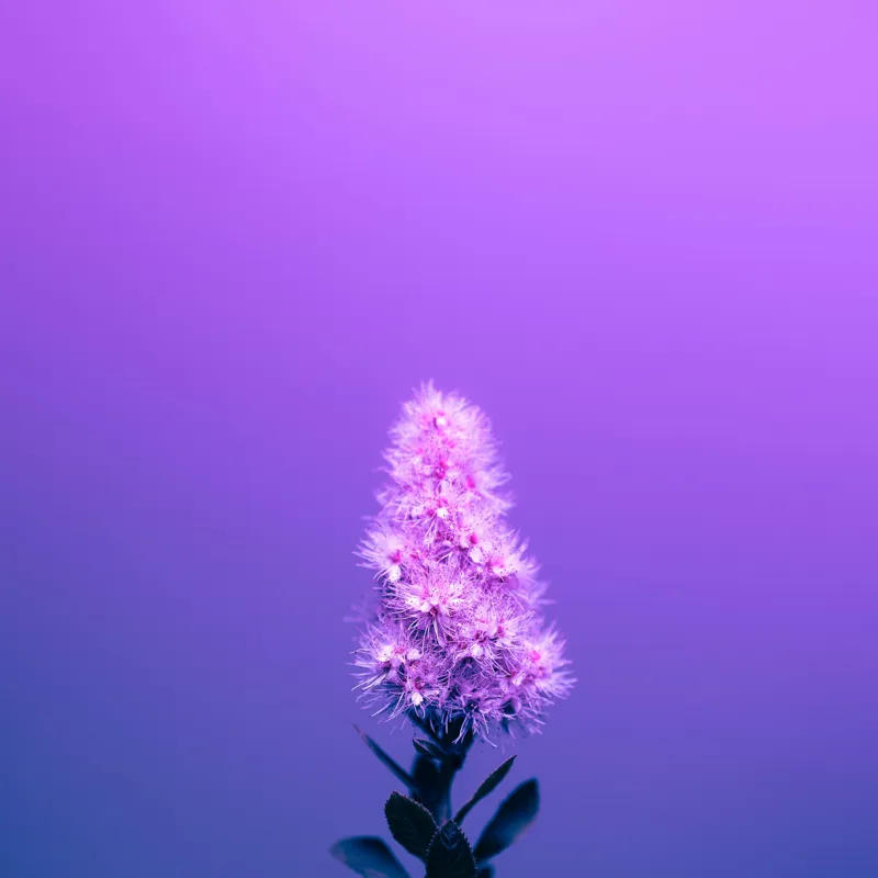 Tablou Canvas, "Misterul culorilor nocturne al florii", Floare, Violet, Luminozitate, Fundal, Gradient, Frunze, Contrast, Singurătate, Delicatețe, 50 x 50 cm – poza 2