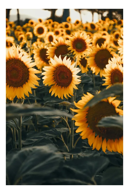 Tablou Canvas Câmpul Magnific al Florilor de Floarea-soarelui Vară Natură, 70 x 100 cm