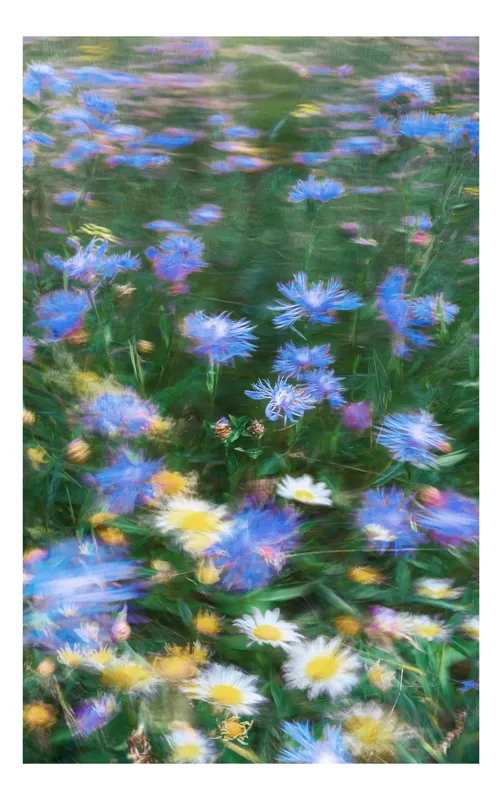 Tablou Canvas Flori de Câmp - Natură și Delicatitudine, 39 x 54 cm