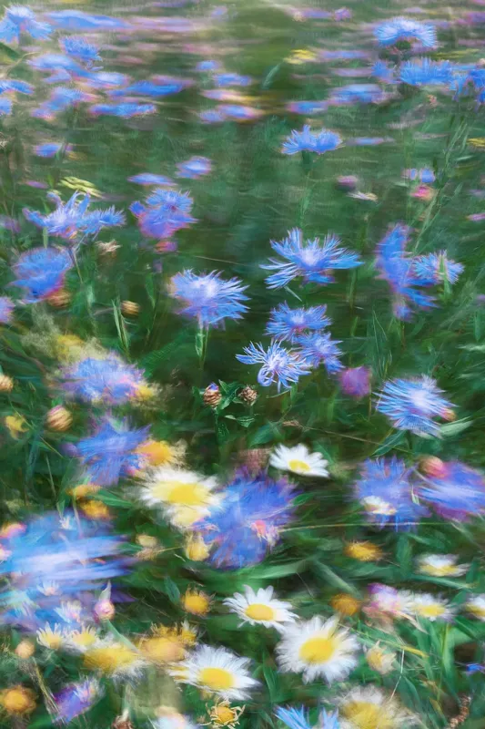 Tablou Canvas Flori de Câmp - Natură și Delicatitudine, 100 x 150 cm – poza 2