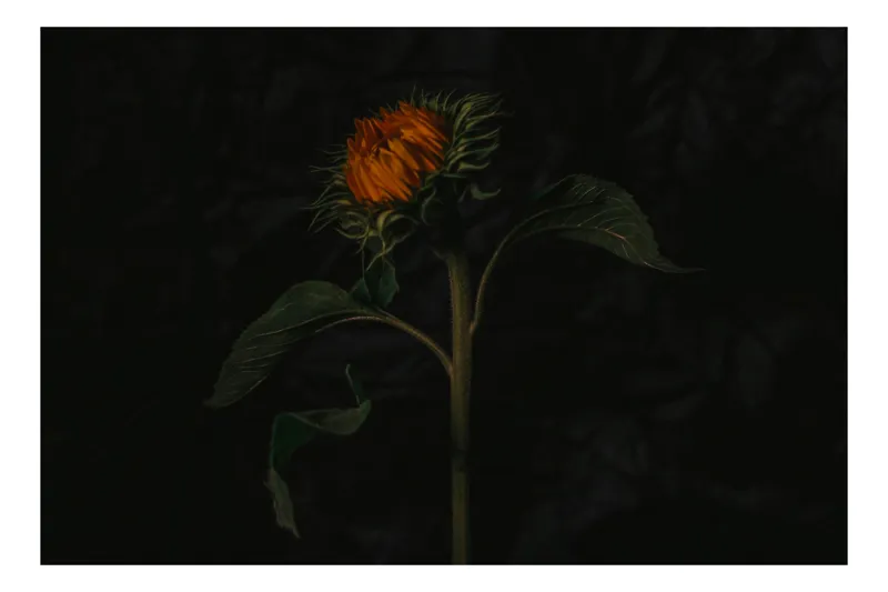 Tablou Canvas Floarea contemplativă în amurgul umbrei, 54 x 39 cm