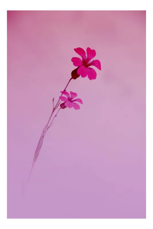 Tablou Canvas Flori Delicate în Zori Rozalie Art Decor, 100 x 100 cm