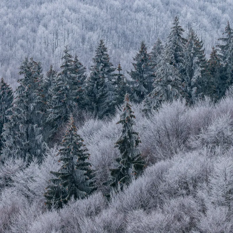 Tablou Canvas Pădurea Înghețată în Tăcerea Iernii, 100 x 100 cm – poza 2
