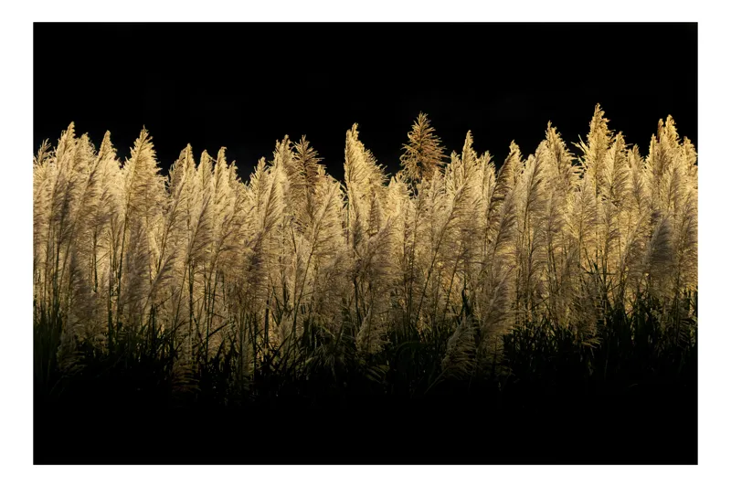 Tablou Canvas Dansul ierburilor în lumina lunii, 90 x 50 cm