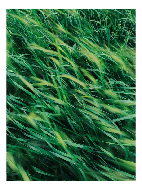 Tablou Canvas cu tema vântului verde smarald, 50 x 90 cm