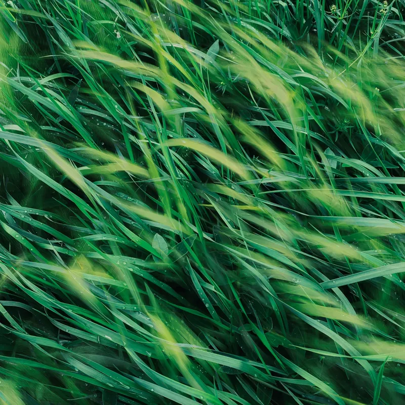Tablou Canvas cu tema vântului verde smarald, 50 x 50 cm – poza 2