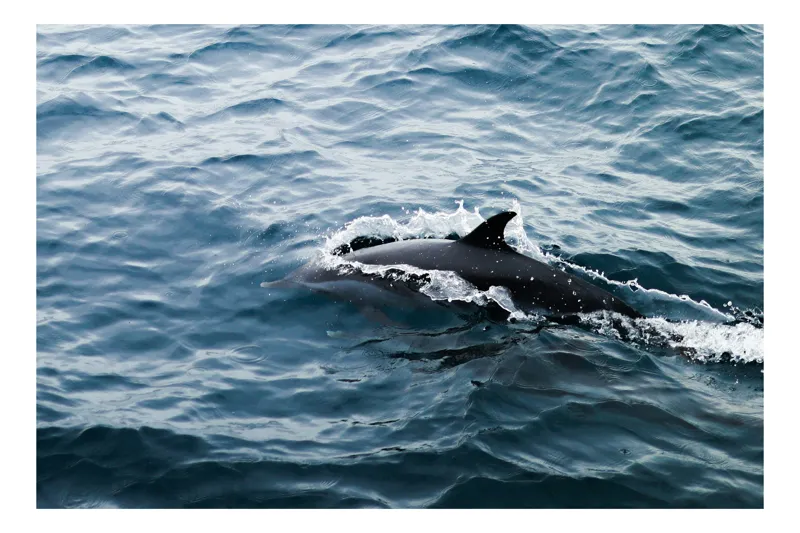 Tablou Canvas Delfin în Valurile Oceanului - Artă Naturală Splendoare, 54 x 39 cm