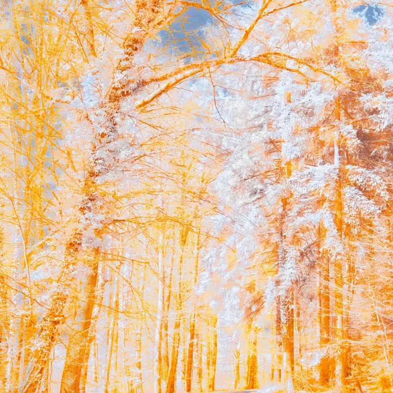 Tablou Canvas pe teme de toamnă și natură, 50 x 50 cm – poza 2