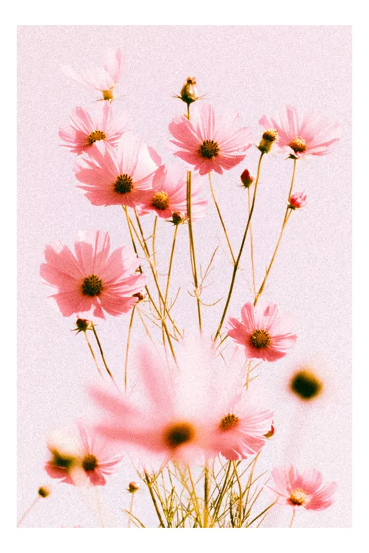Tablou Canvas Cosmos Roz, Artă Florală Delicată pentru Interior, 100 x 150 cm
